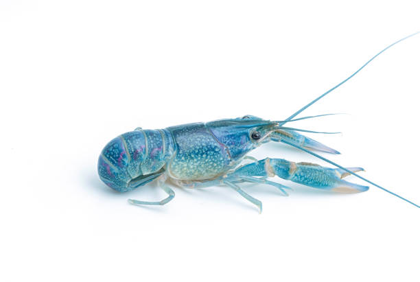 istock Blue crayfish - Fresh water Lobster on white background 929878640