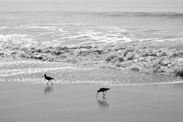 A black and white snapshot of two sandpipers milling about at Crystal Cove Beach in Orange County as waves roll in from the Pacific.