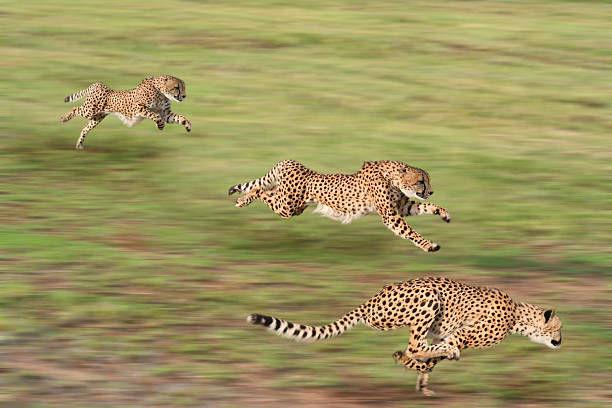 caccia cheetahs - color image aggression wildlife horizontal foto e immagini stock