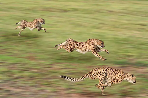 Photo of Cheetahs hunting