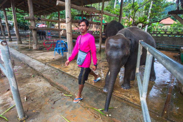 elefantes en la isla de ko chang. - 11681 fotografías e imágenes de stock