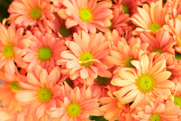 Beautiful chrysanthemum flowers background