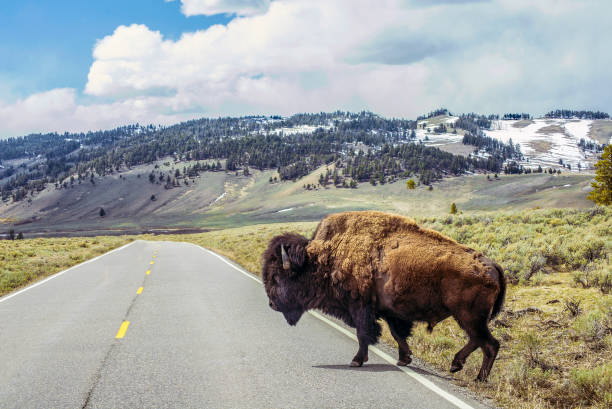 bison 횡단도로 - montana plain prairie mountain 뉴스 사진 이미지