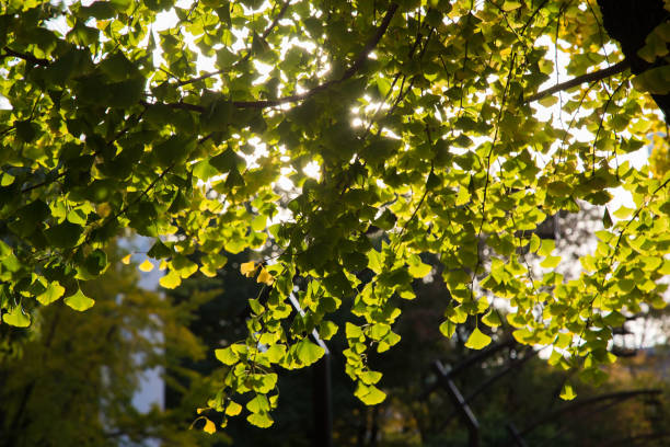 istock Ginkgo biloba leaves(Autumn leaves) 929897816