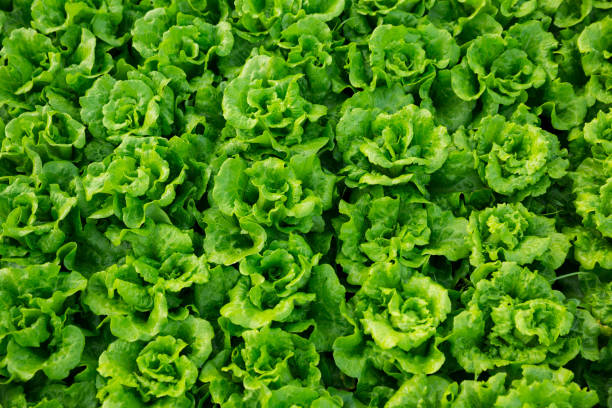 green lettuce plant in field stock photo