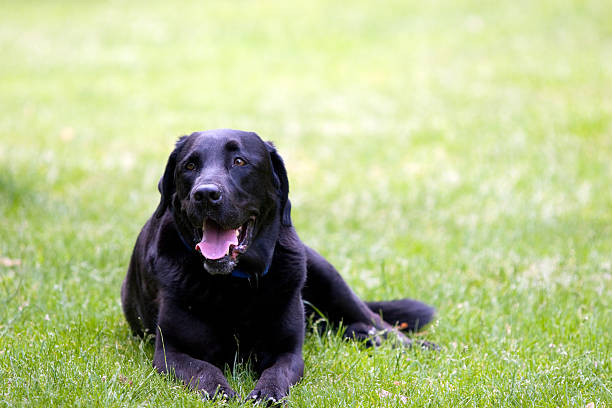 istock DSLR image of a Black Lab on Grass 92989962