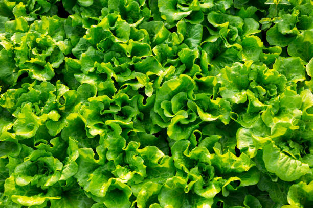 istock green lettuce plant in field 929900820