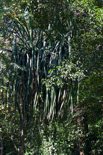 istock Tropical trees of the Railay Peninsula, Thailand 929903662