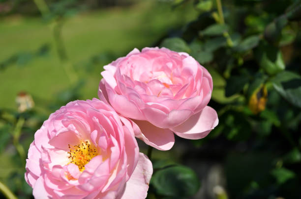istock Pink rose in garden 929904870