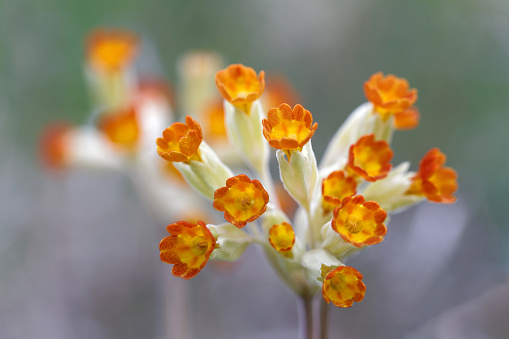 Closeup of yellow and orange cowslip flower (latin name: Primula veris)