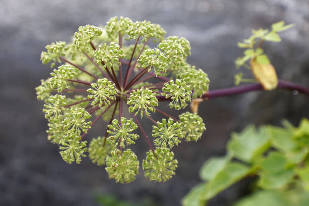 Closeup Angelica flower (latin name: Angelica archangelica) Closeup Angelica flower (latin name: Angelica archangelica) angelica stock pictures, royalty-free photos & images
