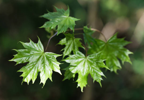istock Branch of Maple tree with bright green color during early spring 929907704