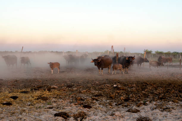istock Buffalos sunset in farm 929908420