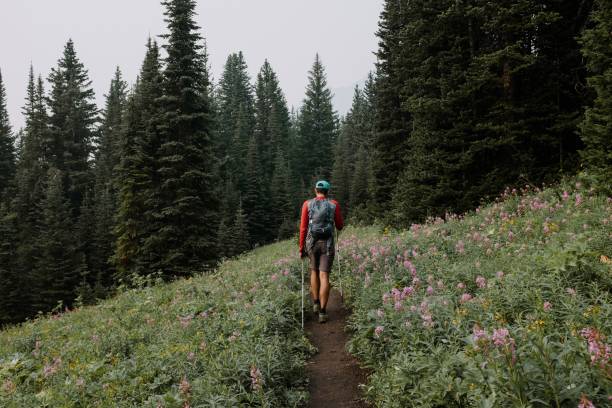 Man Hikes Through Meadow Man hikes through meadow at the bottom of Mount Tyrwhitt kananaskis country stock pictures, royalty-free photos & images