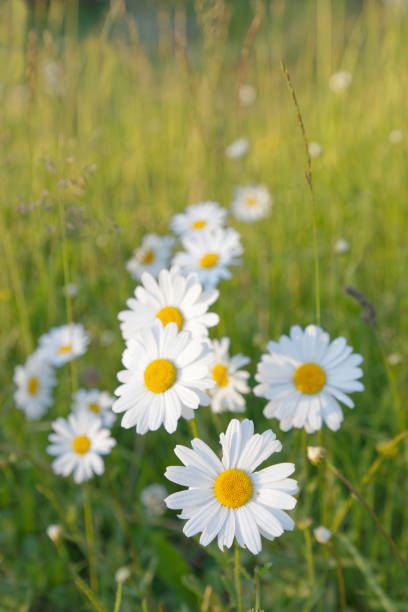 oxeye daisy fleurs sur un pré avec herbe verte au lever du soleil (nom latin : primula) - spring flower daisy field photos et images de collection