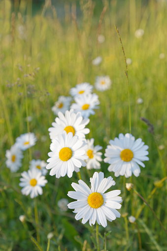 Oxeye Daisy flowers on a wildflower meadow captured in springtime. The image shows some mountains and hills in the background.