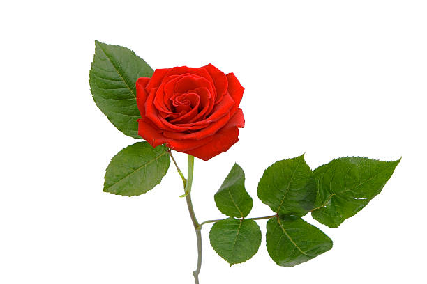 istock close up of a beautiful rose 92991298