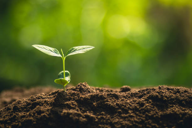istock Young tree plant a tree Watering a tree in nature light and background 929914966