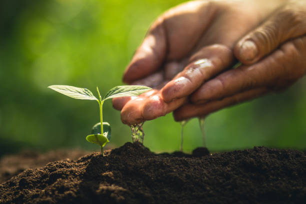istock Young tree plant a tree Watering a tree in nature light and background 929914968
