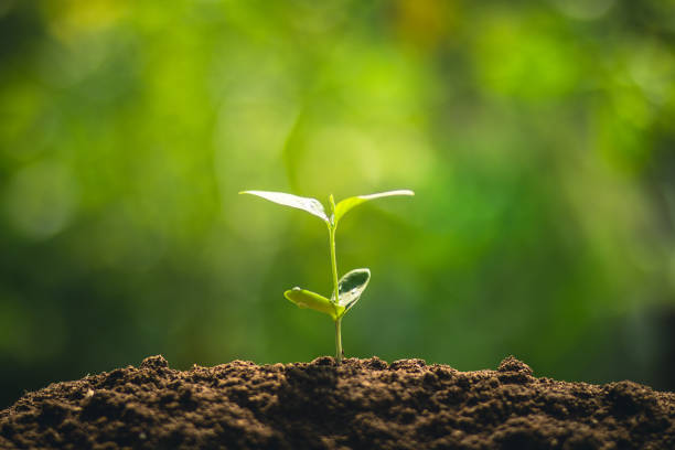 istock Young tree plant a tree Watering a tree in nature light and background 929914994