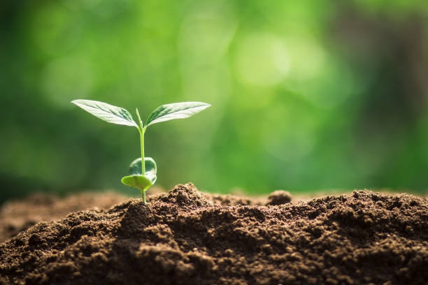 istock Young tree plant a tree Watering a tree in nature light and background 929915018