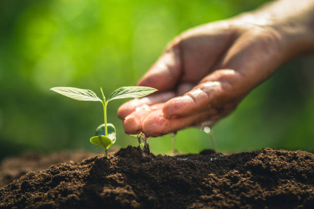 istock Young tree plant a tree Watering a tree in nature light and background 929915020