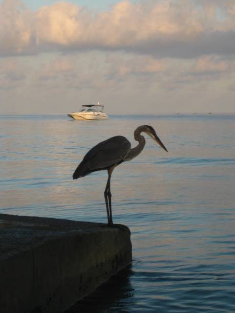 istock BLUE HERON STANDING  IN WATER AT BEACH 929915080