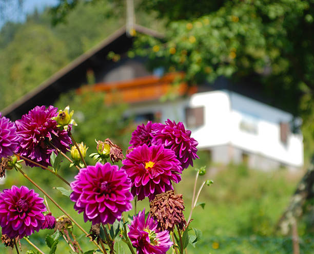 istock Flowers  whit house background 92991627