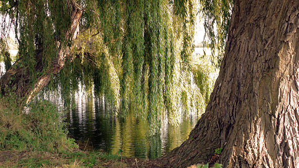 istock Willows in late summer sunshine. 92991716
