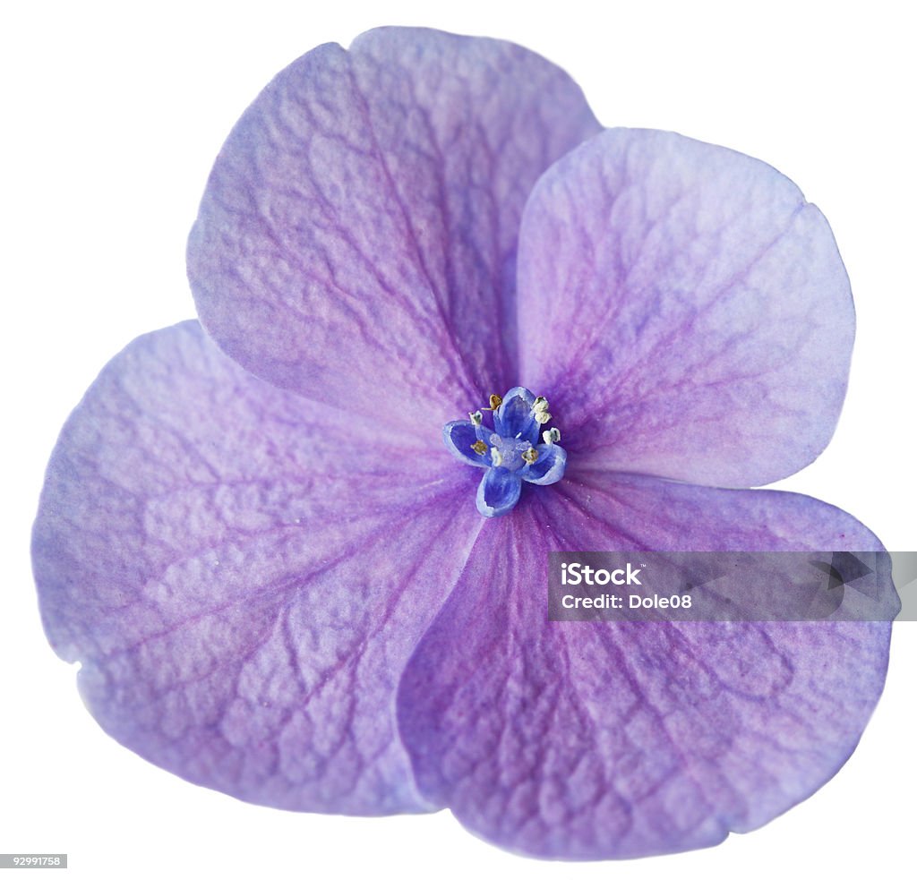 Hortensia - Foto stock royalty-free di Blu