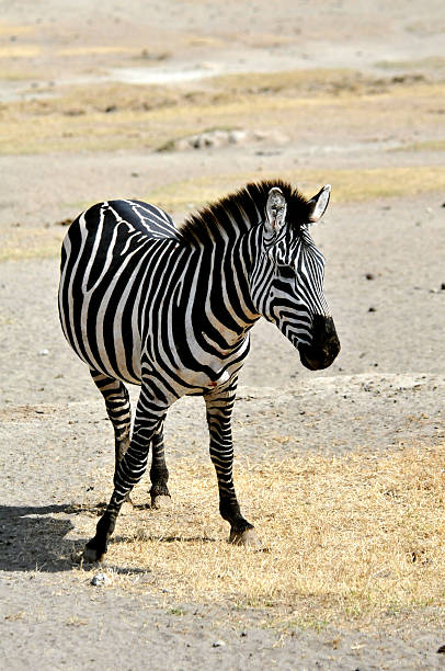 istock zebra in tanzania 92992281