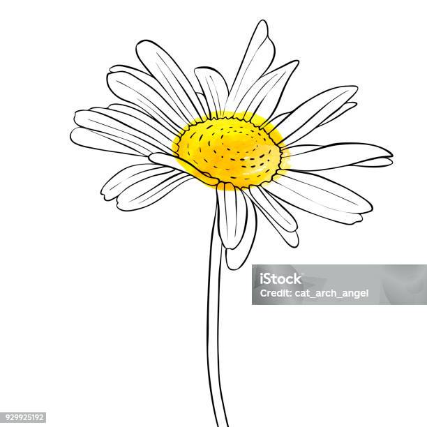 Ilustración de Vector De Dibujo Flor De Margarita y más Vectores Libres de Derechos de Arte - Arte, Belleza, Botánica - iStock Ilustración de Vector De Dibujo Flor De Margarita y más Vectores Libres de Derechos de Arte - Arte, Belleza, Botánica - iStock