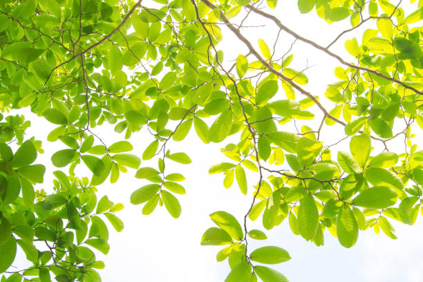 istock The branches and leaves are green on a white background. 929925232