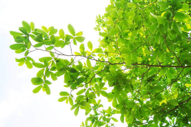 istock The branches and leaves are green on a white background. 929925278