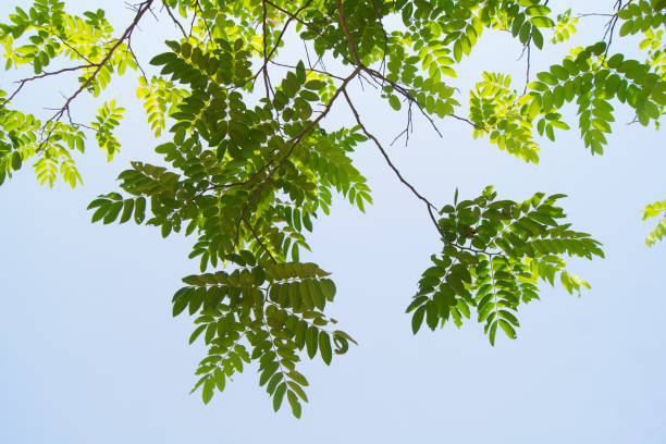 istock The branches and leaves are green on a white background. 929925504