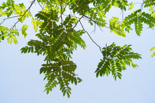 istock The branches and leaves are green on a white background. 929925516