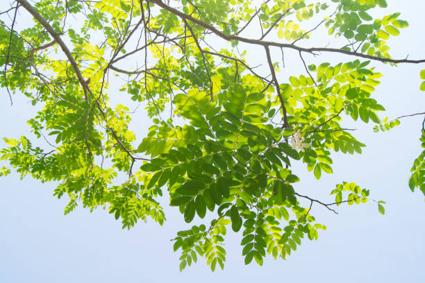 istock The branches and leaves are green on a white background. 929925542