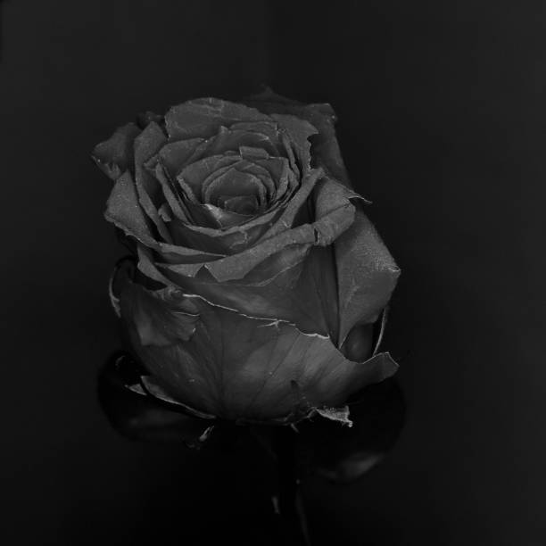 istock Rose flower head black and white 929926492