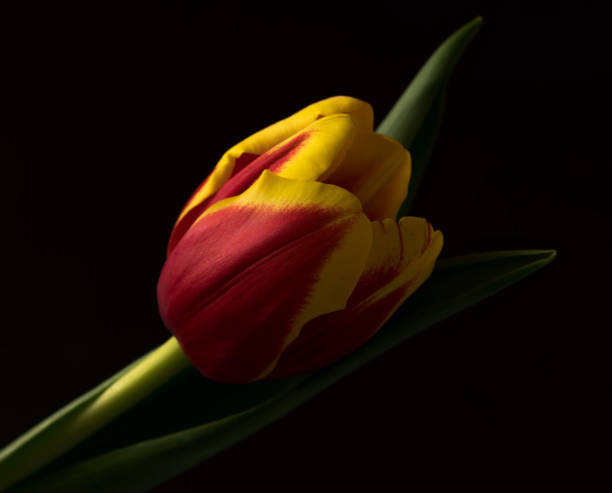 istock Red and yellow tulip on black 929929104