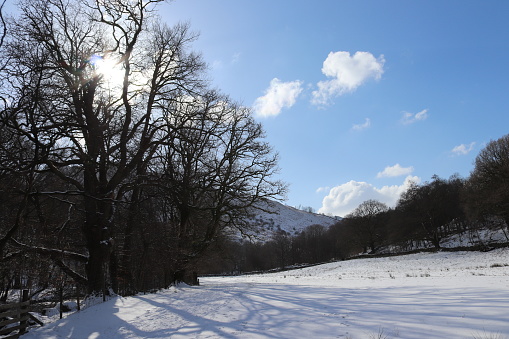 Landscape with new fallen snow. Road crossing through forest with production of Christmas trees