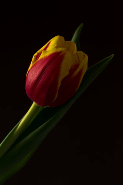 istock Red and yellow tulip on black 929930080