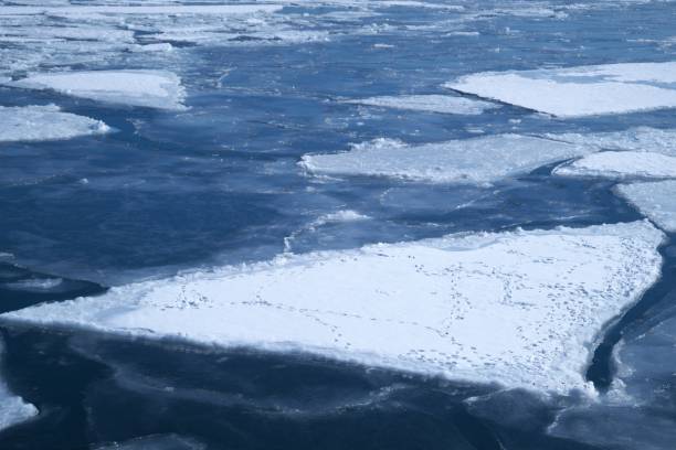 istock Garinko number of drift ice icebreaker 929930874