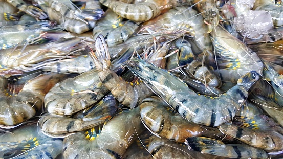 Black Tiger Shrimp for sale in Bangkok Fresh Market. Tiger prawn  (Penaeus monodon)