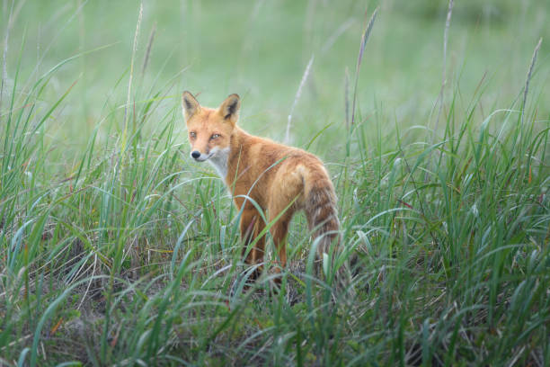 istock Curious fox, Sakhalin island, Russia 929936882