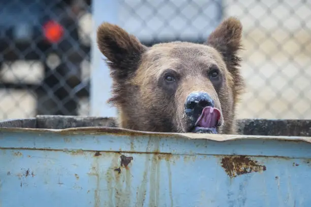 Photo of The bear eats out of the trash can, the territory of the camp in the north of Sakhalin Island, Russia.