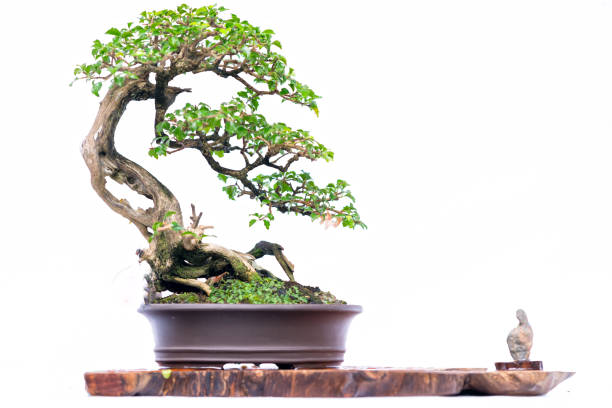 istock reen old bonsai tree isolated on white background in a pot plant 929938148