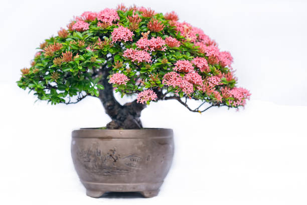 bonsai banyan tree with white background