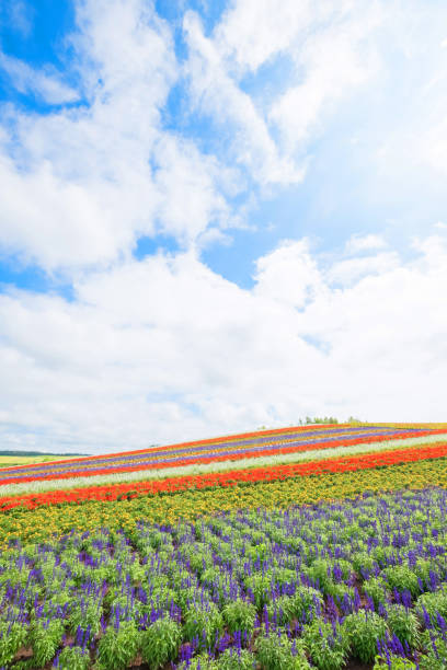 istock beautiful  landscape in biei 929941912