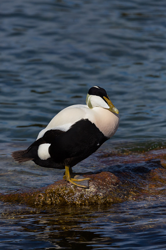 natural male eider duck (somateria mollissima) standing on rock in water