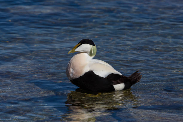 istock male eider duck (somateria mollissima) standing in shallow water 929942154